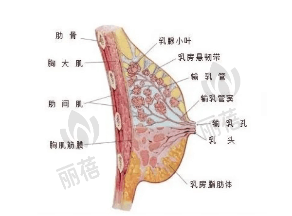 广州艺星医疗美容医院蒋思军做自体脂肪隆胸怎么样？